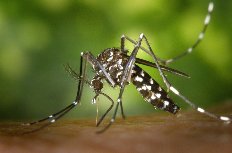 Punture di zanzare: come prevenirle e curarle