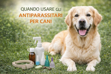 Quando usare gli antiparassitari per cani: guida pratica alla protezione tutto l’anno