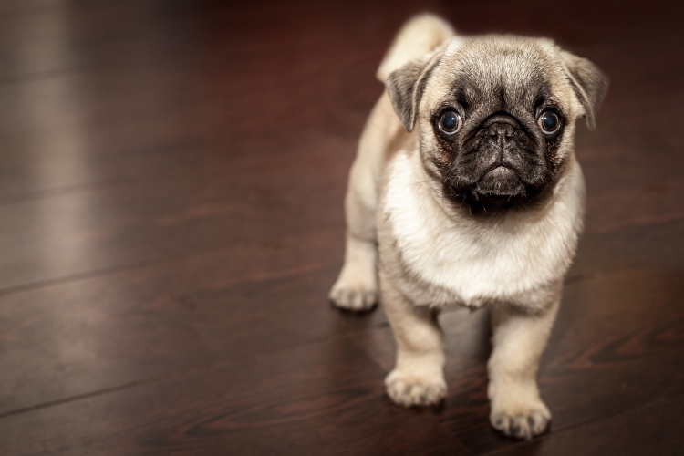 Antiparassitari per cani epilettici: quali usare e come