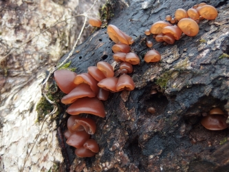 Auricularia: fungo orecchio