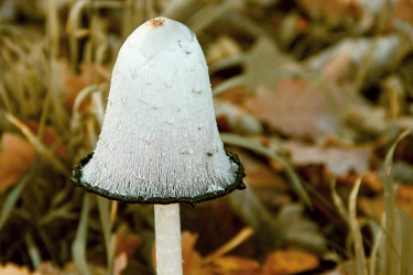 Coprinus comatus: coprino chiomato