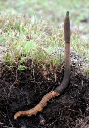 Cordyceps Sinensis