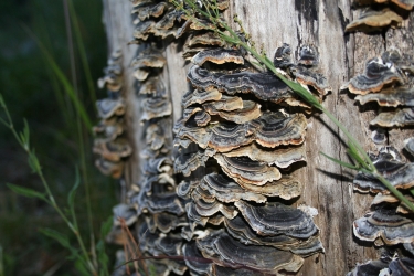 Coriolus versicolor