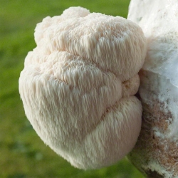 Hericium erinaceus