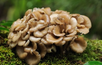 Maitake