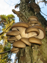Pleurotus ostreatus