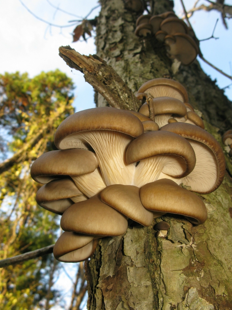Pleurotus ostreatus