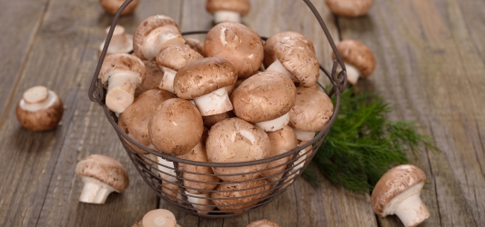 Agaricus Blazei