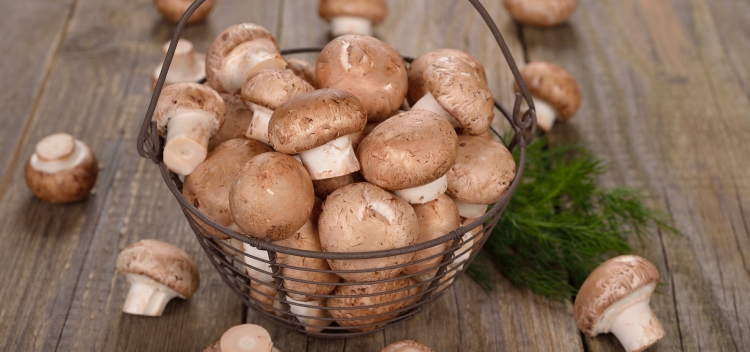 Agaricus Blazei