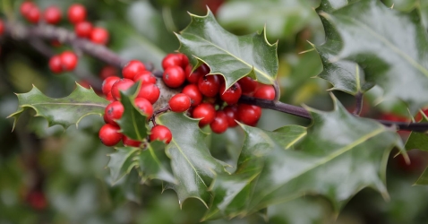 Holly Fiori di Bach