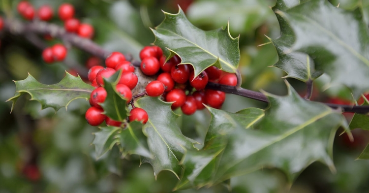 Holly Fiori di Bach