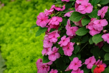 Impatiens Fiori di Bach