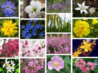 Conoscere i fiori di Bach