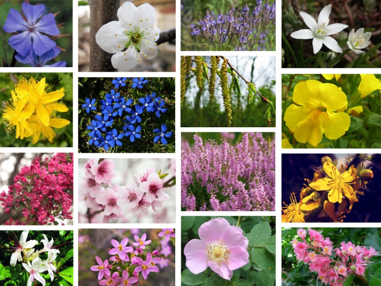 Conoscere i fiori di Bach