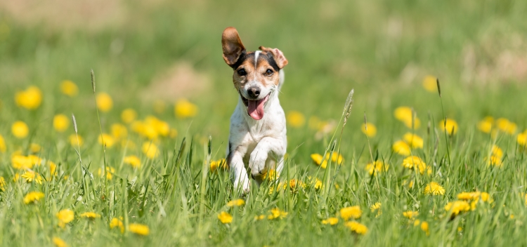 Antiparassitari naturali per cani: quali sono e come funzionano