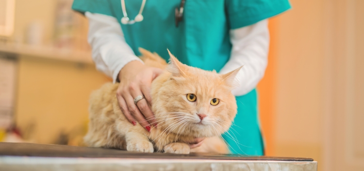 Antiparassitari per gatti: effetti collaterali