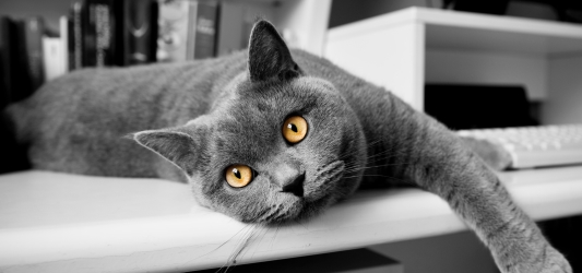 Antiparassitario per gatti: quali scegliere