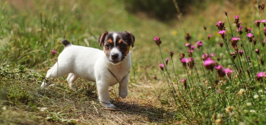 Quando usare gli antiparassitari per cani?