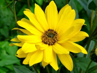 Antinfiammatori naturali