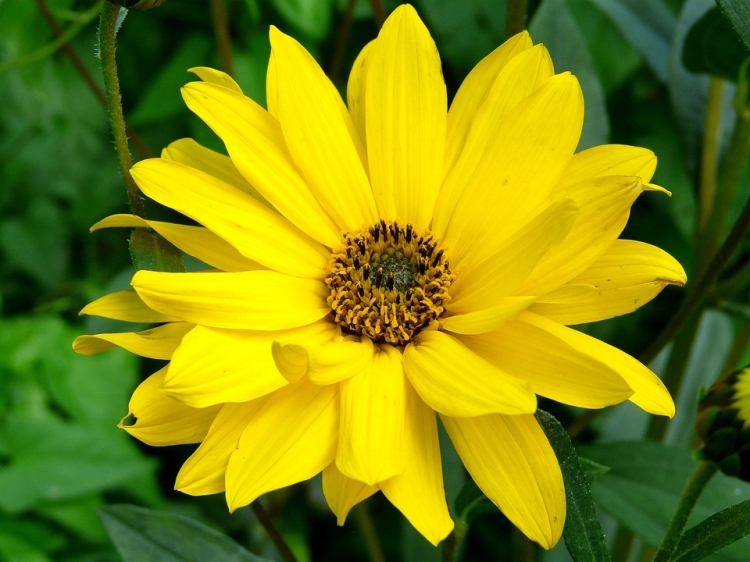 Antinfiammatori naturali