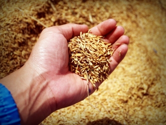 Un alimento prezioso: il riso integrale