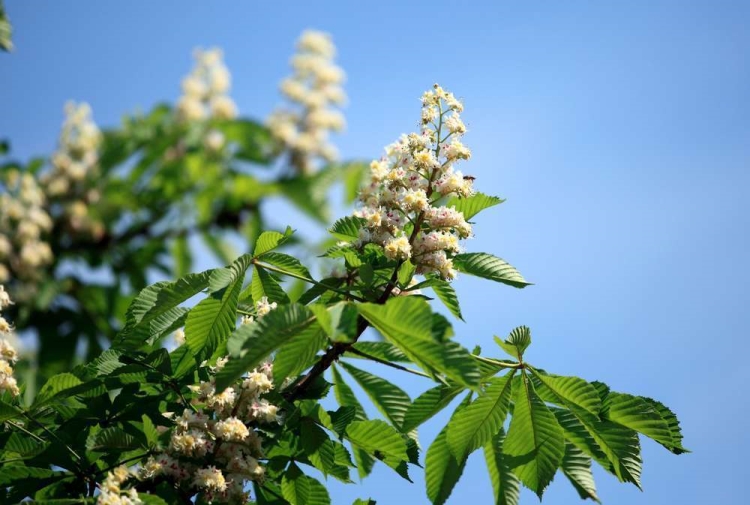 White Chestnut Fiori di Bach