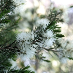 Olio essenziale Tea Tree