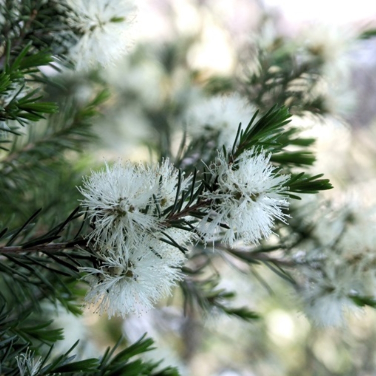 Olio essenziale Tea Tree