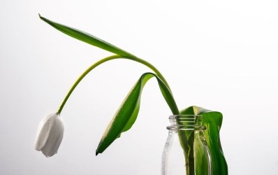Prendersi cura delle piante con i fiori di Bach